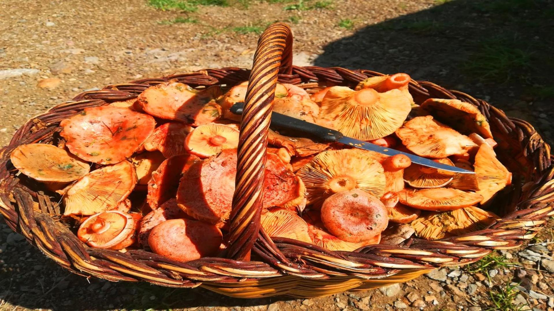 Can Manen Кампродон Экстерьер фото